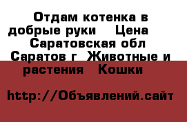 Отдам котенка в добрые руки  › Цена ­ 1 - Саратовская обл., Саратов г. Животные и растения » Кошки   